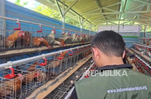 Guru ngaji Muhammad Yahya ternak ayam kampung Arab untuk pemberdayaan ekonomi